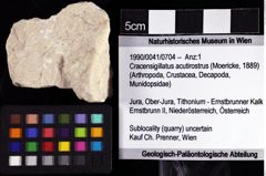 Foto (Objket + Etiketten) von Cracensigillatus acutirostrus (Moericke, 1889) 